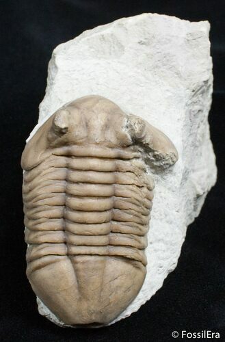 Molting Asaphus Cornutus Trilobite #2791